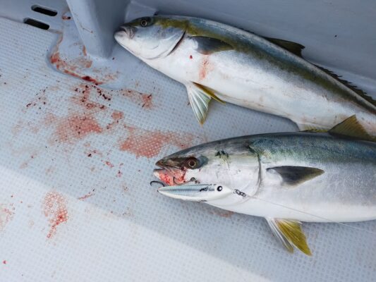 石川県輪島にてヒラマサキャステイング！RSTリラーナ180で釣り上げたヒラマサとブリ